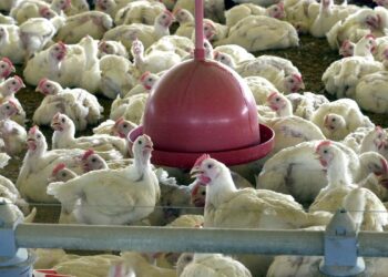 China suspende a importação de frango de dois frigoríficos brasileiros