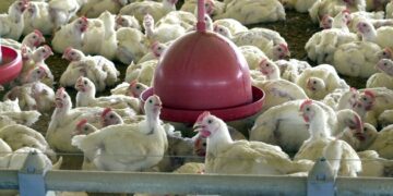 China suspende a importação de frango de dois frigoríficos brasileiros