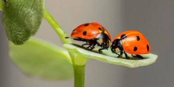 Controle biológico é alternativa para pragas na agricultura