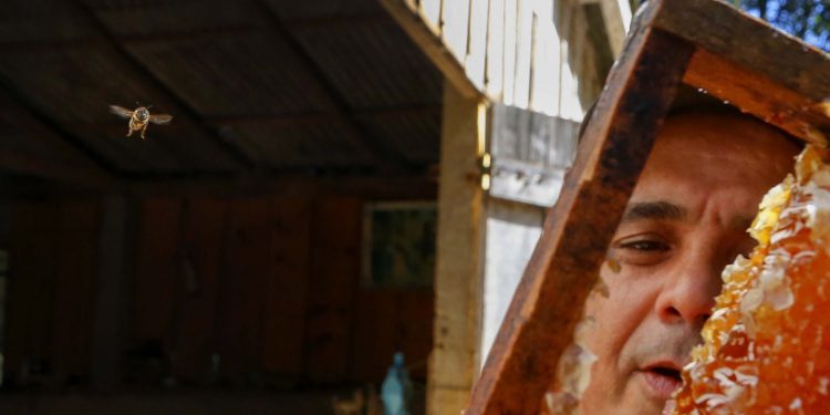 Paraná se mantém na liderança nacional da produção de mel, aponta boletim