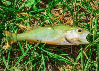 Fenômeno causa “chuva de peixes” em cidade dos EUA