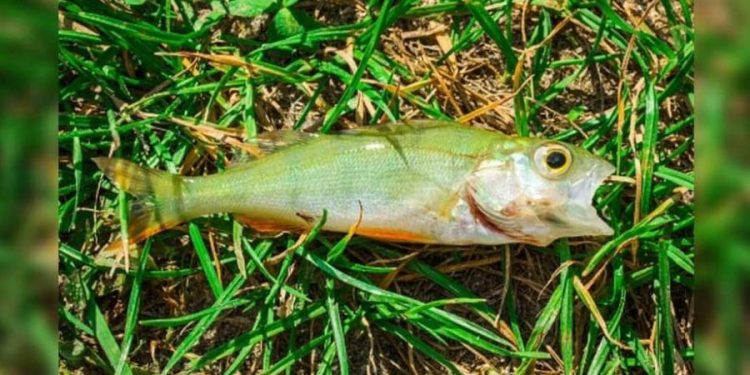 Fenômeno causa “chuva de peixes” em cidade dos EUA