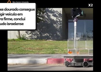 Peixe dourado consegue dirigir veículo em terra firme, conclui estudo israelense