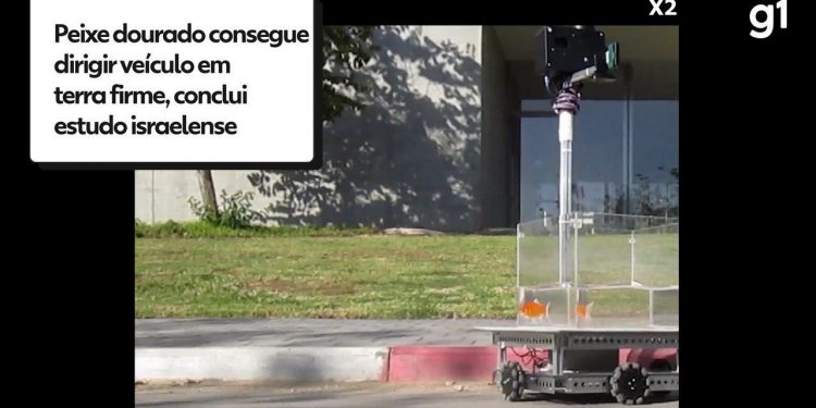 Peixe dourado consegue dirigir veículo em terra firme, conclui estudo israelense