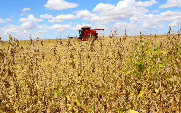 Situação das lavouras no oeste do PR é devastadora, com perdas de mais de 70%