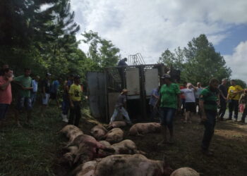 Caminhão carregado com porcos tomba na PR-090; veja