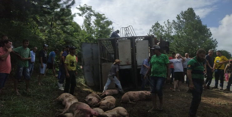 Caminhão carregado com porcos tomba na PR-090; veja