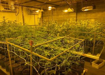 PF encontra plantação de maconha em estufa clandestina no PR