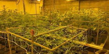 PF encontra plantação de maconha em estufa clandestina no PR