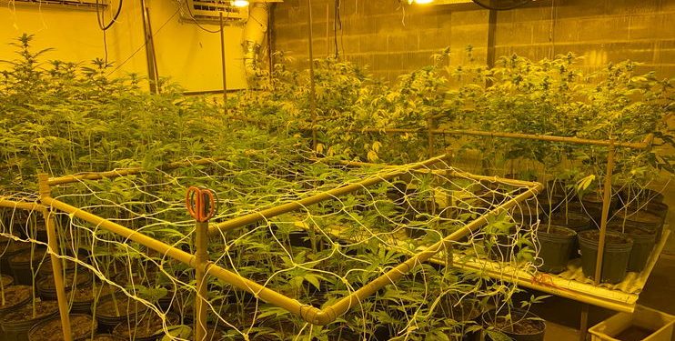 PF encontra plantação de maconha em estufa clandestina no PR