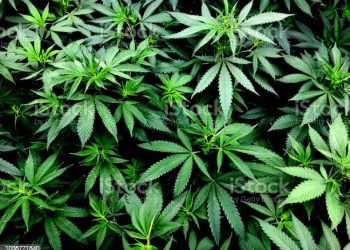 Tratamento à base de cannabis: Sete assembleias legislativas têm projetos para flexibilizar acesso de produtos medicinais pelo SUS