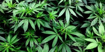 Tratamento à base de cannabis: Sete assembleias legislativas têm projetos para flexibilizar acesso de produtos medicinais pelo SUS