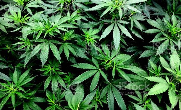 Tratamento à base de cannabis: Sete assembleias legislativas têm projetos para flexibilizar acesso de produtos medicinais pelo SUS