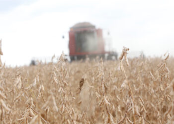 Mapa amplia períodos de vazio sanitário da soja no Paraná em 2022