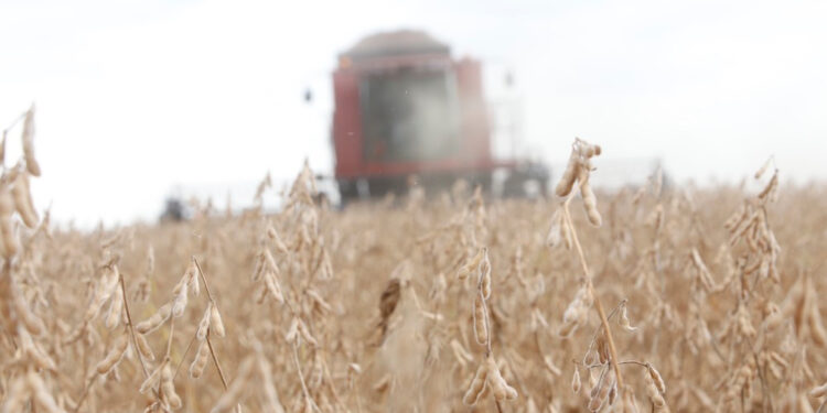 Mapa amplia períodos de vazio sanitário da soja no Paraná em 2022