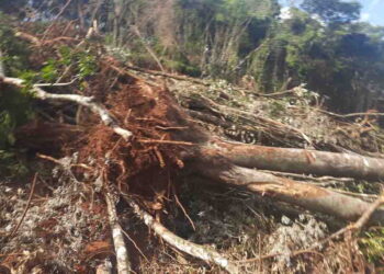 Sete pessoas são presas em Nova Laranjeiras por crime ambiental