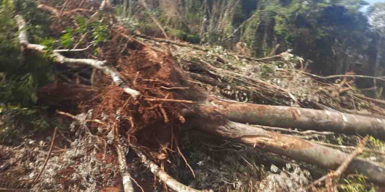 Sete pessoas são presas em Nova Laranjeiras por crime ambiental