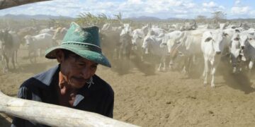 Abate de bovinos recua 8,2% e de aves 1,2% no 4º trimestre de 2021