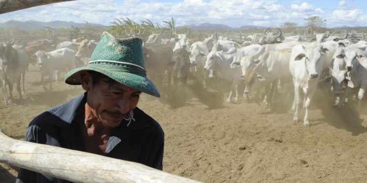 Abate de bovinos recua 8,2% e de aves 1,2% no 4º trimestre de 2021