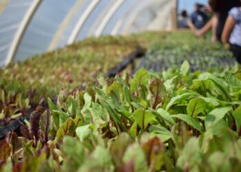 Agricultores familiares do distrito do Guará inovam na produção de legumes e hortaliças