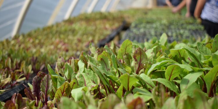 Agricultores familiares do distrito do Guará inovam na produção de legumes e hortaliças