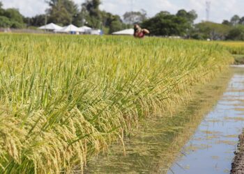 Embrapa desenvolve arroz que consome menos água