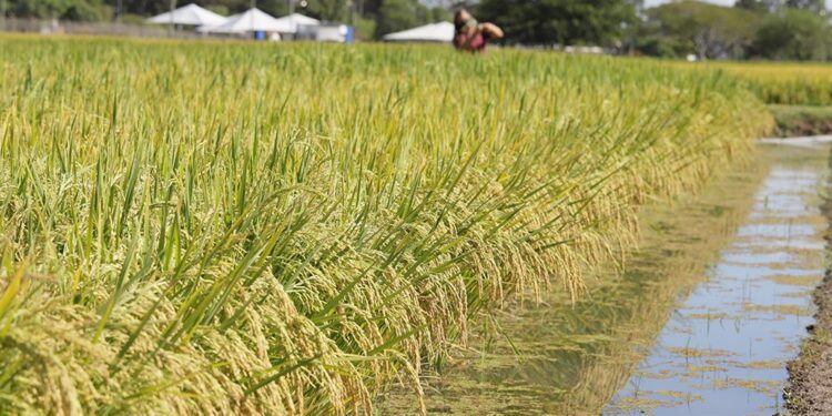 Embrapa desenvolve arroz que consome menos água