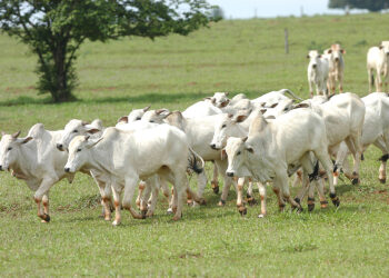 Volta das chuvas ajuda no manejo do rebanho de bovinos