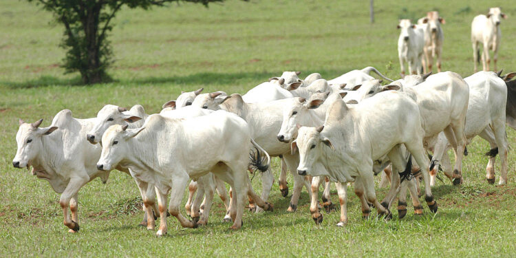 Volta das chuvas ajuda no manejo do rebanho de bovinos