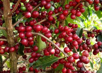 30% do café produzido no Paraná é gourmet, indica Secretaria Estadual da Agricultura