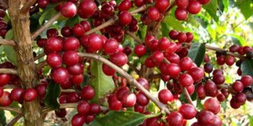 30% do café produzido no Paraná é gourmet, indica Secretaria Estadual da Agricultura