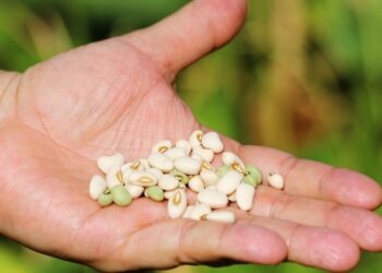 Manejo integrado combate doenças do feijão-caupi com eficiência