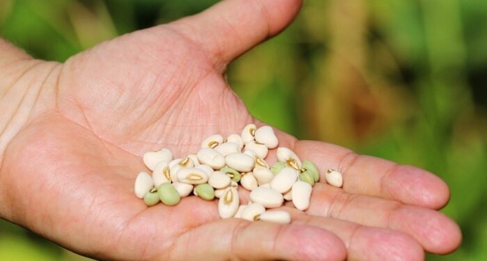 Manejo integrado combate doenças do feijão-caupi com eficiência