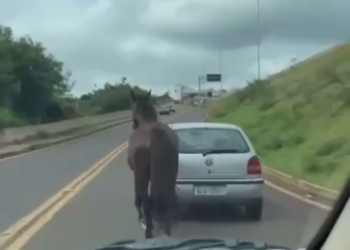 PC investiga motorista que puxou cavalo amarrado ao carro em Matelândia