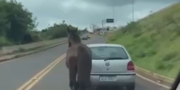 PC investiga motorista que puxou cavalo amarrado ao carro em Matelândia
