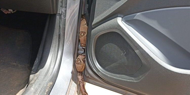 Jiboia é encontrada dentro de viatura da Polícia Civil