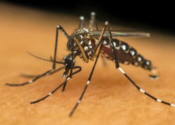 Informe semanal da dengue registra 100 novos casos no Paraná