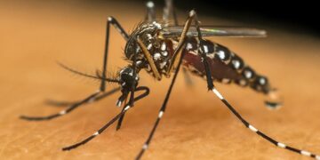 Informe semanal da dengue registra 100 novos casos no Paraná