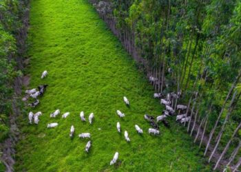 Experimentos no Paraná melhoram produção de gado e plantio de soja em solos arenosos