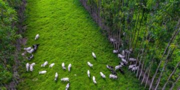 Experimentos no Paraná melhoram produção de gado e plantio de soja em solos arenosos