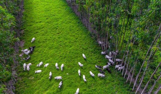 Experimentos no Paraná melhoram produção de gado e plantio de soja em solos arenosos