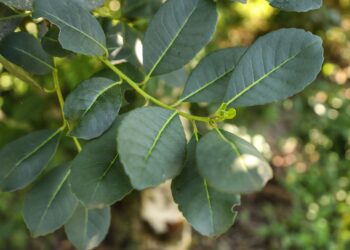 Erva-mate do Paraná será atração de feira internacional de alimentos no Canadá