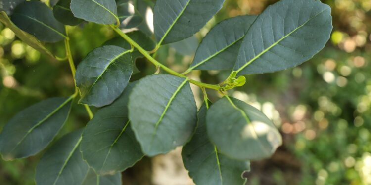 Erva-mate do Paraná será atração de feira internacional de alimentos no Canadá