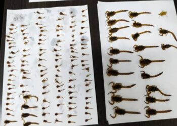 224 escorpiões são encontrados em residência de Mariluz
