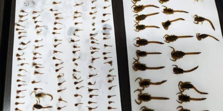 224 escorpiões são encontrados em residência de Mariluz