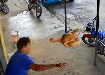 Homem tenta evitar assalto jogando frango abatido em ladrão