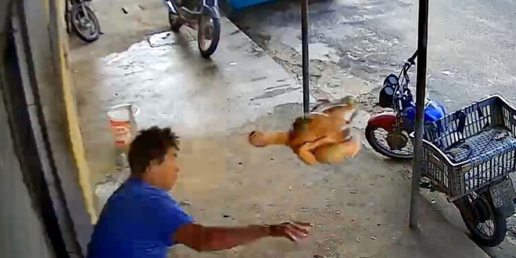 Homem tenta evitar assalto jogando frango abatido em ladrão