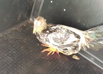 Onde está o galo de Ivaiporã?