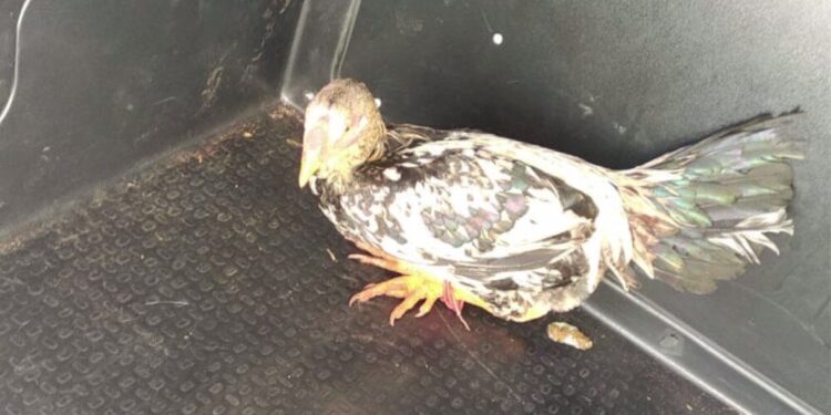 Onde está o galo de Ivaiporã?