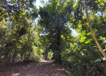 Plataforma do Estado simula valor dos repasses de ICMS Ecológico aos municípios